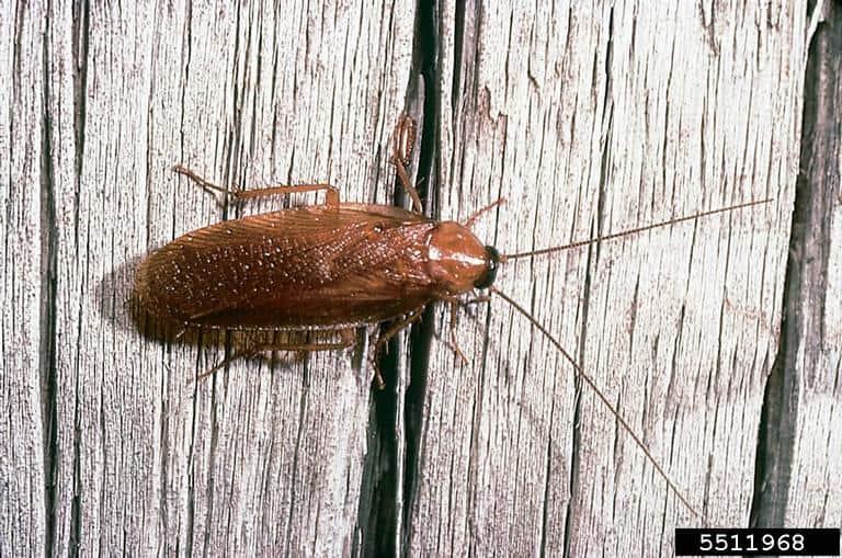 Brownbanded cockroach male