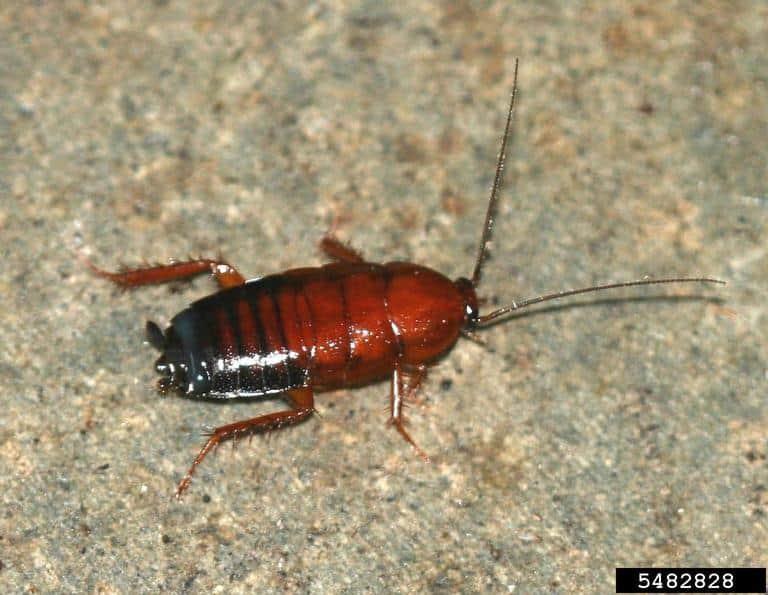 Brownbanded cockroach (Supella longipalpa) adult