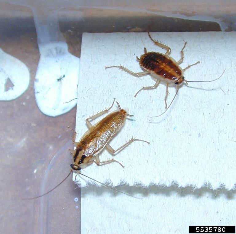 German cockroach nymph and adult (Blattella germanica)