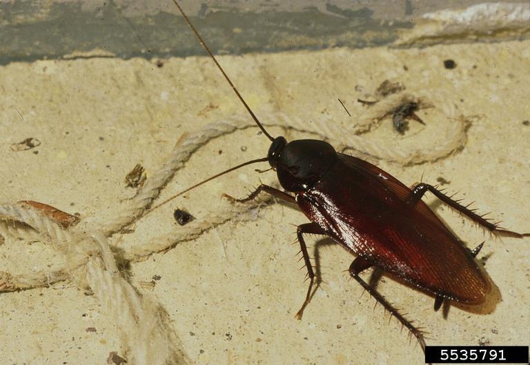 Underside of Australian cockroach