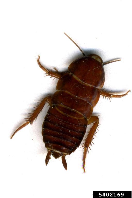 Asian cockroach adult, nymph,and egg case relative in size to a penny