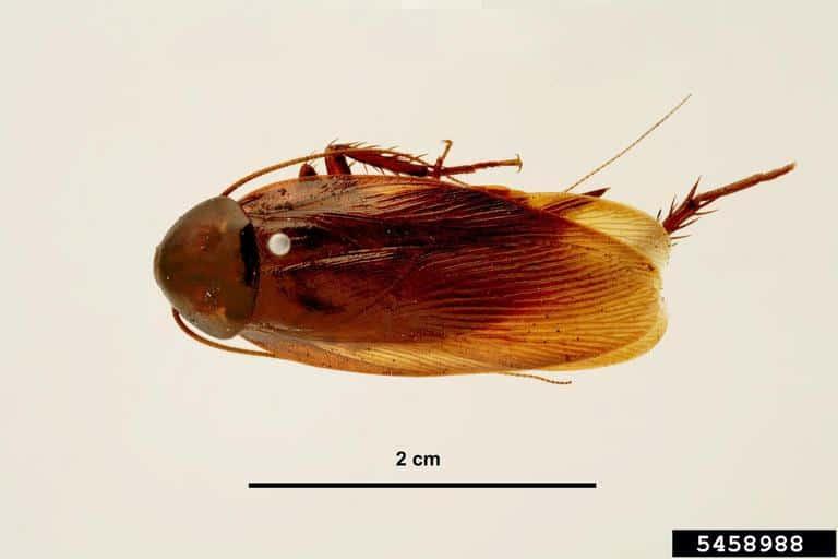 Asian cockroach adult (Blattella asahinai)- top view
