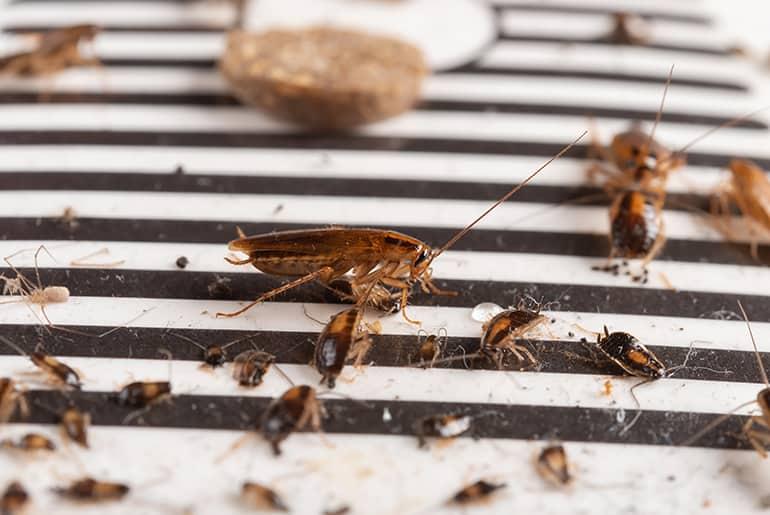 German cockroach (Blattella germanica) closeup