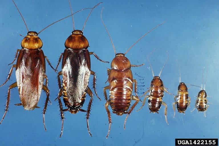 Oriental cockroach adults, nymphs, and egg casings
