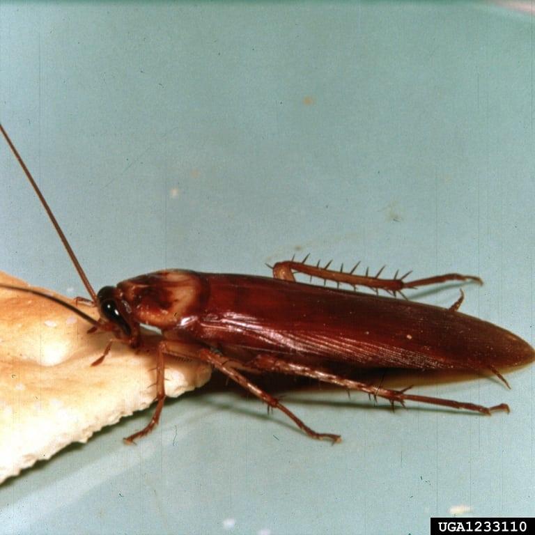 Oriental cockroach and several nymphs