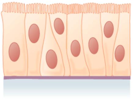 the cells are column-like in appearance, but they vary in height. The taller cells bend over the tops of the shorter cells so that the top of the epithelial tissue is continuous. There is only one layer of cells