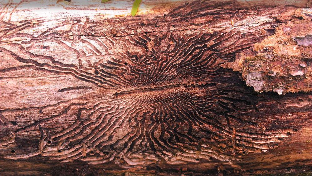 emerald ash borer destruction of pennsylvania tree