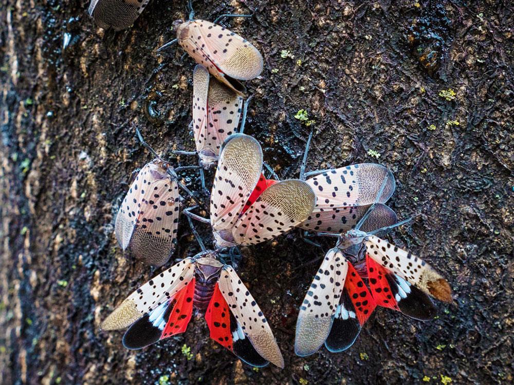 spotted lanternfly on trees in pa