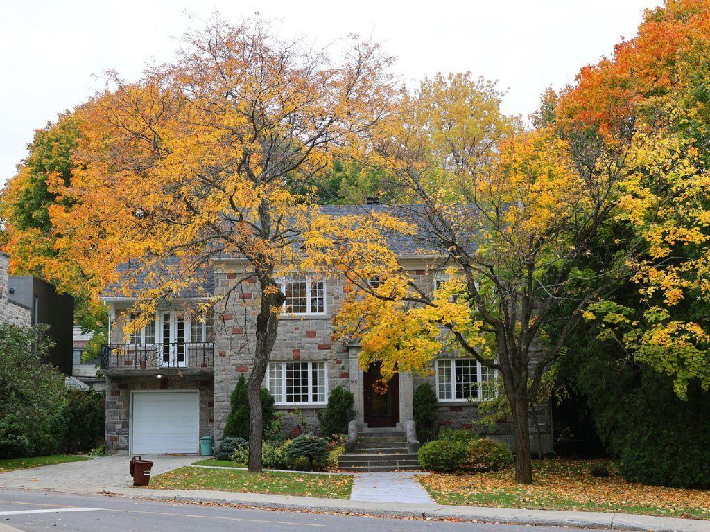 Tree in your property