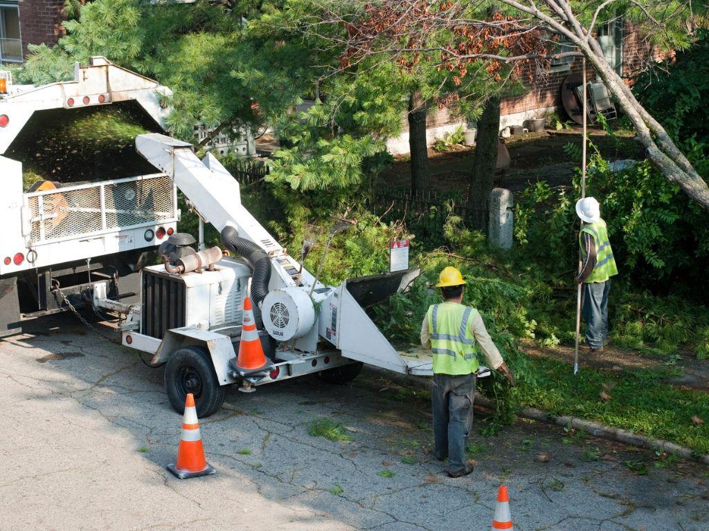 Trim overhanging tree branches