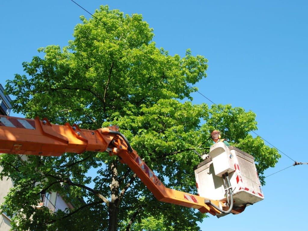 Safety tree trimming and pruning