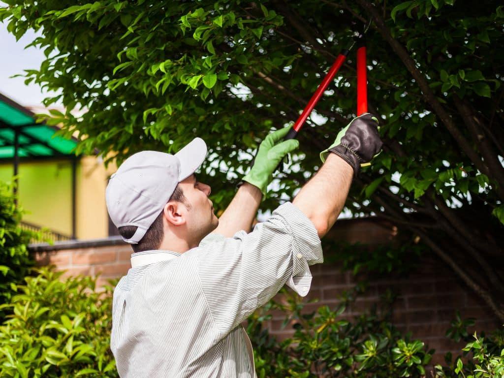 Tree pruning