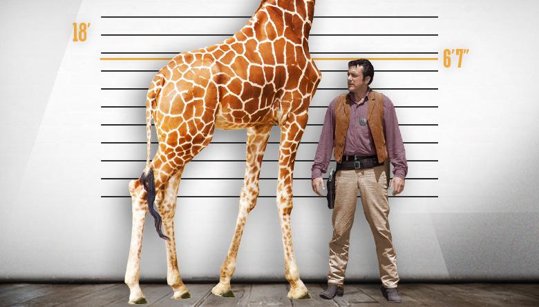 Giraffe and James Arness Height Comparison