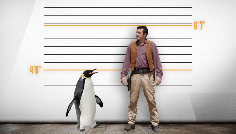 Penguin and James Arness Height Comparison