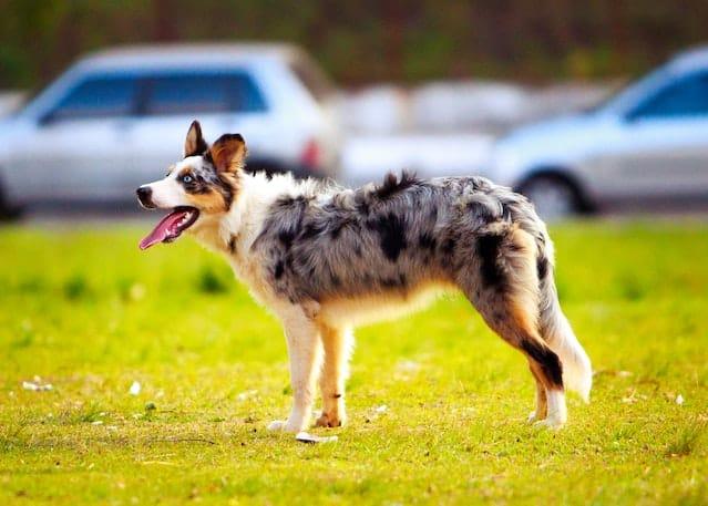 Aussie tail - long and full