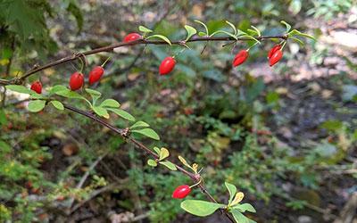 Bright red Japanese barberry berries with one berry growing per stem.