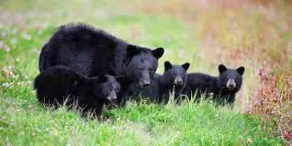 black bears family