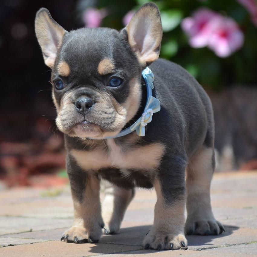 why are frenchies so expensive