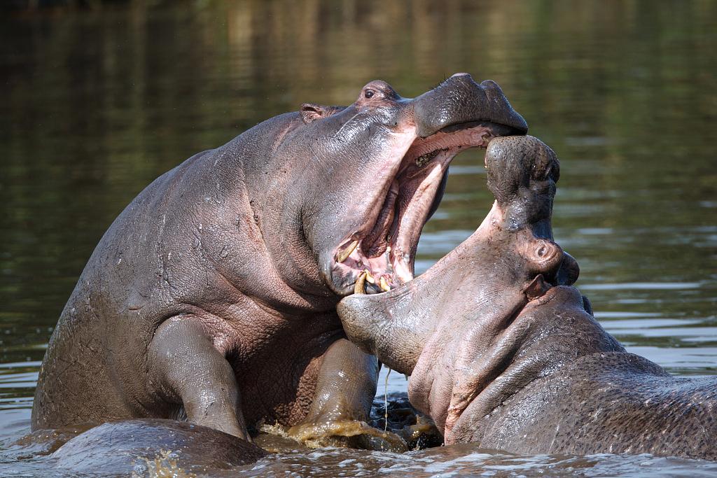 Why are Hippos So Fat?