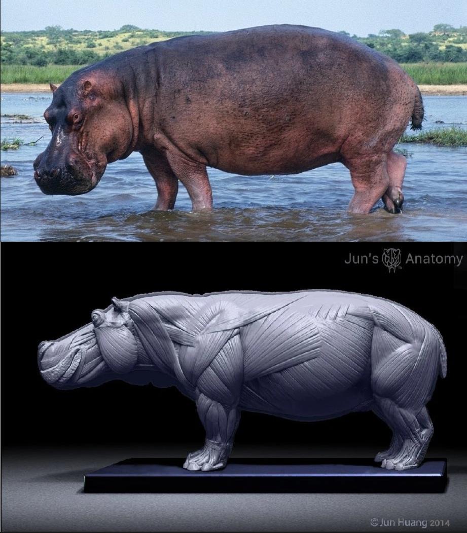Why are Hippos So Fat?