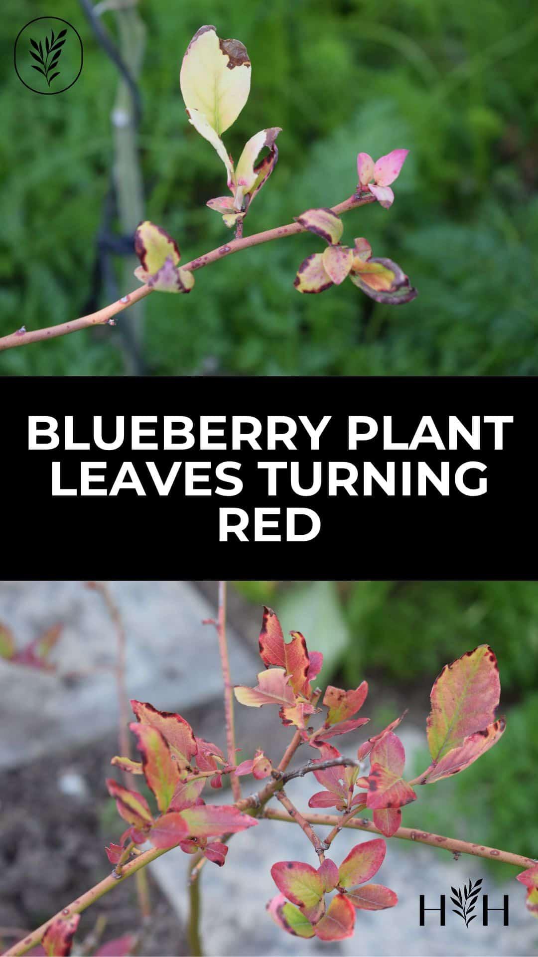 Blueberry plant leaves turning red via @home4theharvest