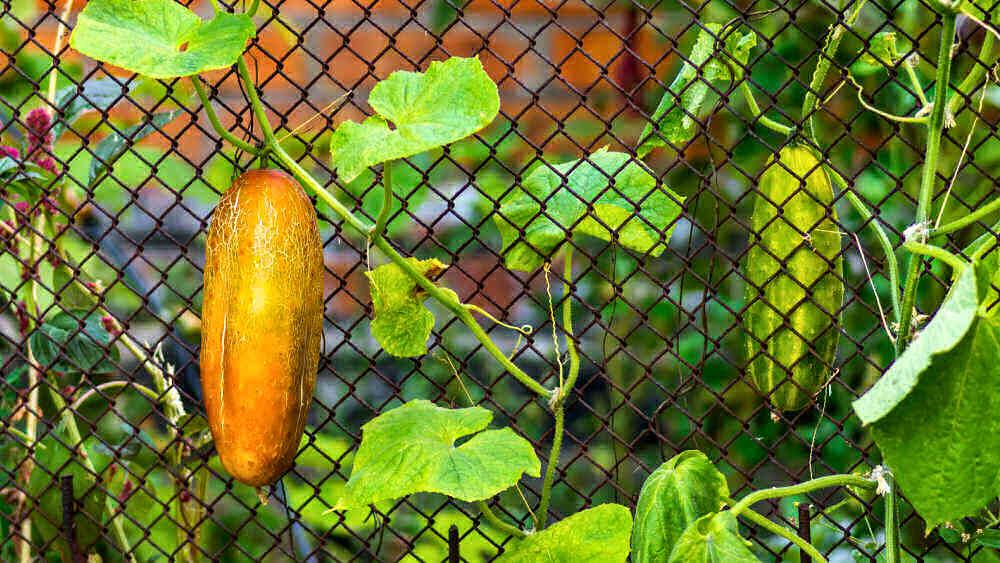 Cucumbers turning yellow and green cucumbers on a trellis.
