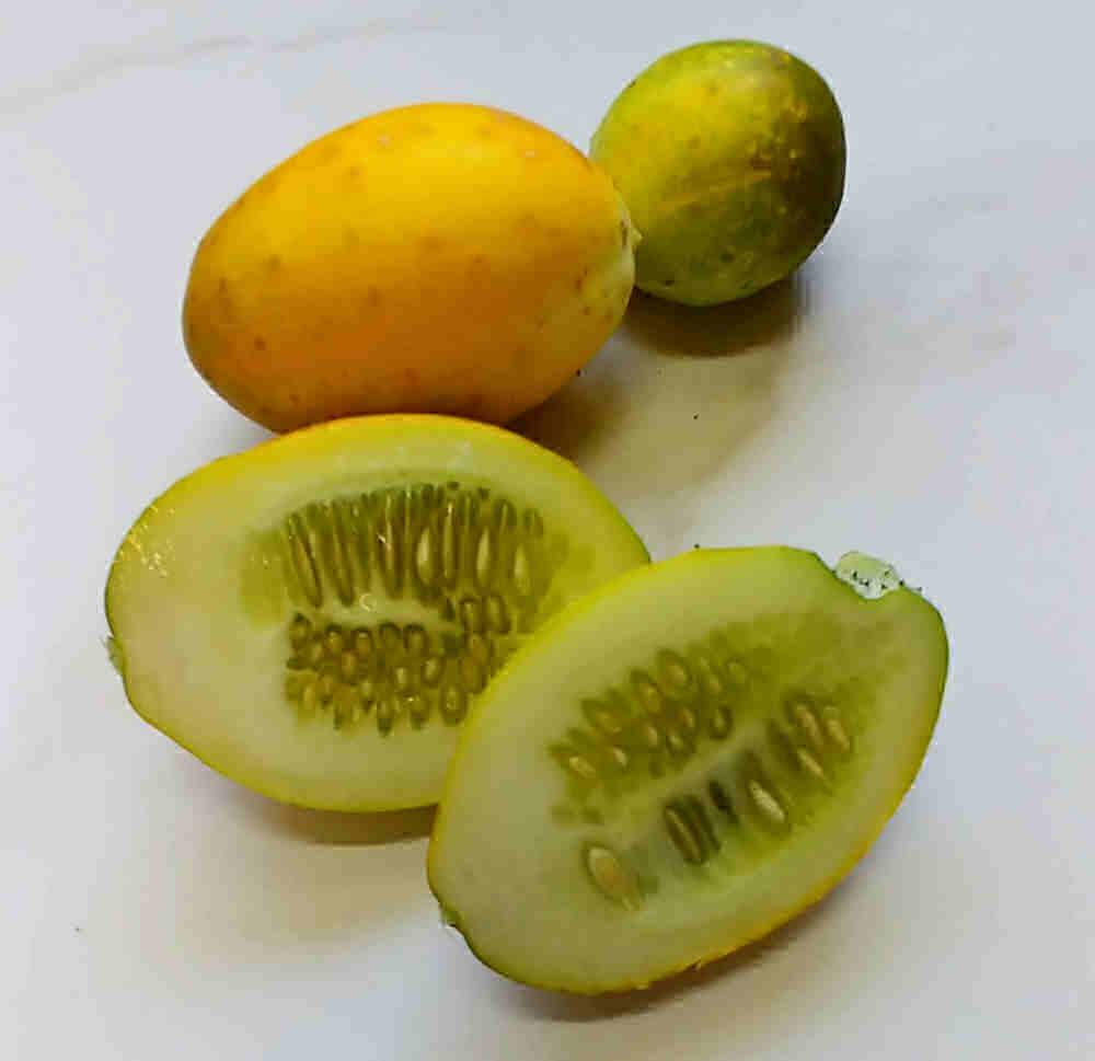 Cucumbers turning yellow with lots of seeds in them.