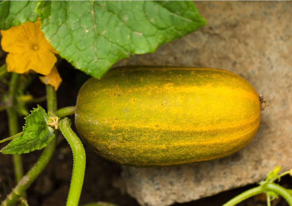 Over large cucumber turning yellow in the garden.
