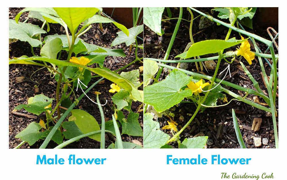 Collage showing male and female cucumber flowers. Female flowers have a tiny fruit behind them.