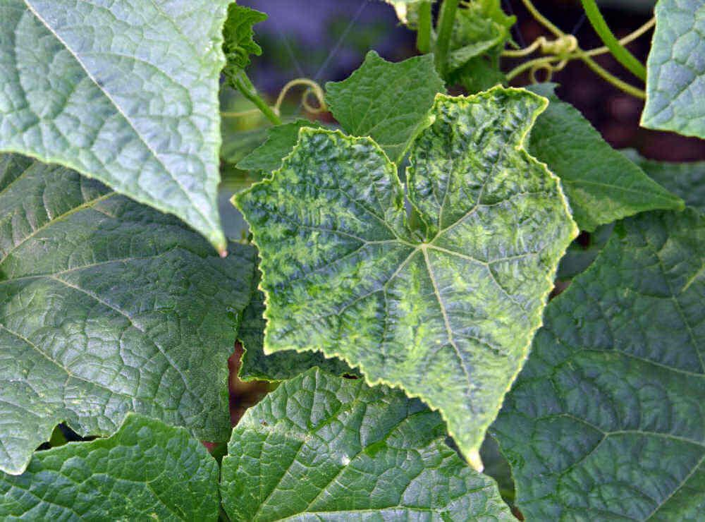 Cucumber mosaic virus showing distorted leaves.