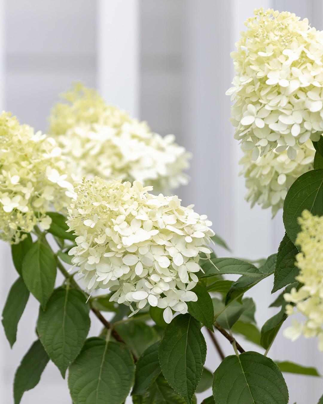 Have you ever seen your hydrangea leaves turn yellow mysteriously, even though your plant seems healthy otherwise? Here