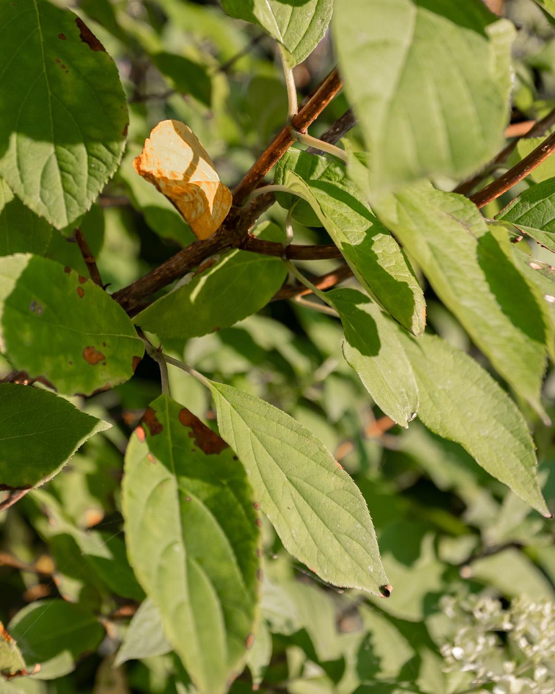 Have you ever seen your hydrangea leaves turn yellow mysteriously, even though your plant seems healthy otherwise? Here