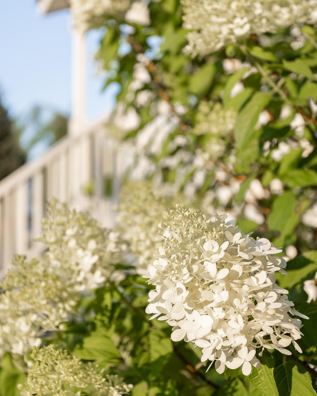 Have you ever seen your hydrangea leaves turn yellow mysteriously, even though your plant seems healthy otherwise? Here