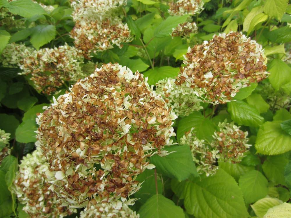 withering Hydrangea arborescens in late summer