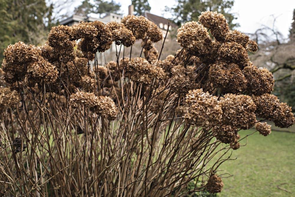 brown hydrangea bush that has died back during wintertime