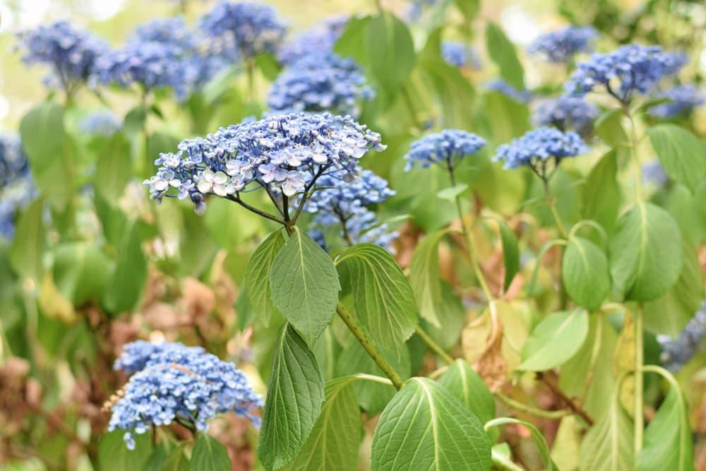 blue flowering hydrangea with wilted, drooping leaves