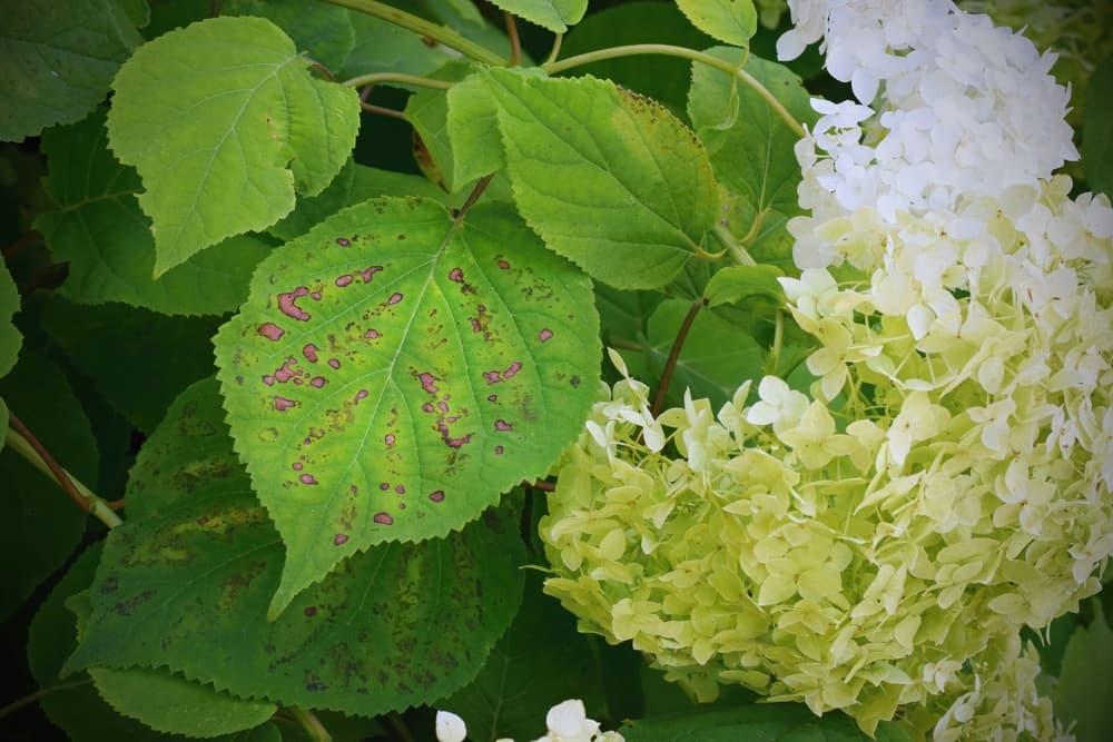 fungal damage on the leaves of a white flowering hydrangea