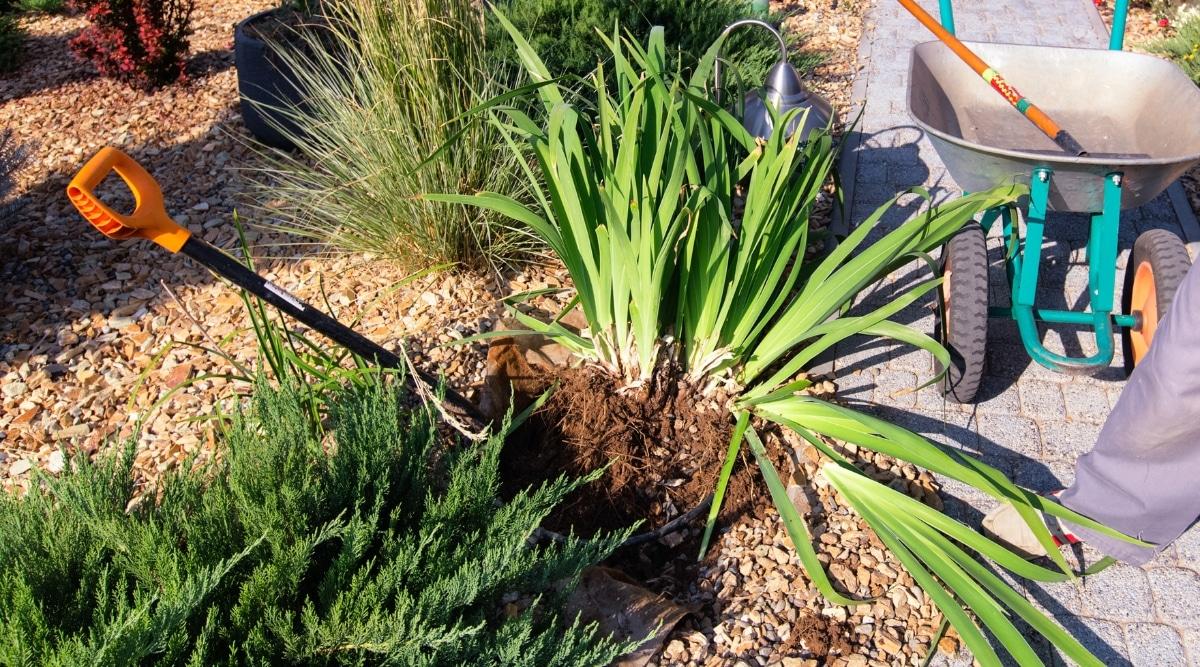 A gardening shovel is firmly plunged into the soil, aiming to displace the vibrant green leaves of an iris plant. Adjacent to it, a trusty wheelbarrow stands ready to carry the plant once it