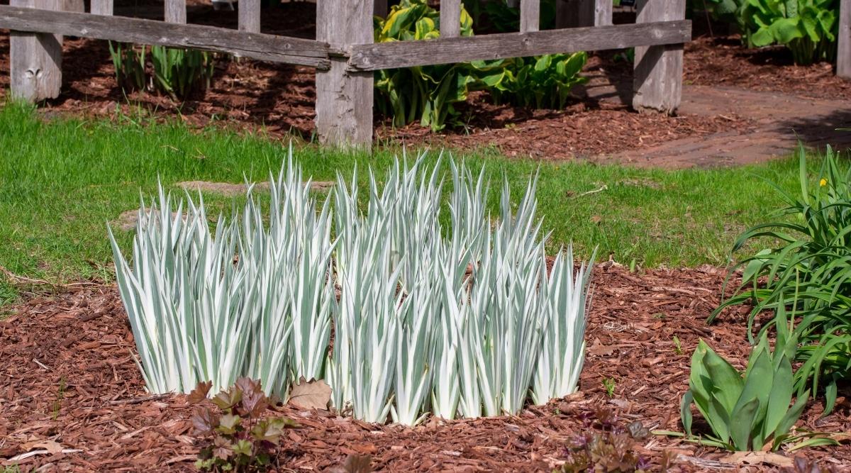 Amongst a cluster of iris plants, long leaves flaunt a striking combination of white and green shades against the brown earth. Behind them, a patch of green grass adds a touch of natural beauty to the scene.