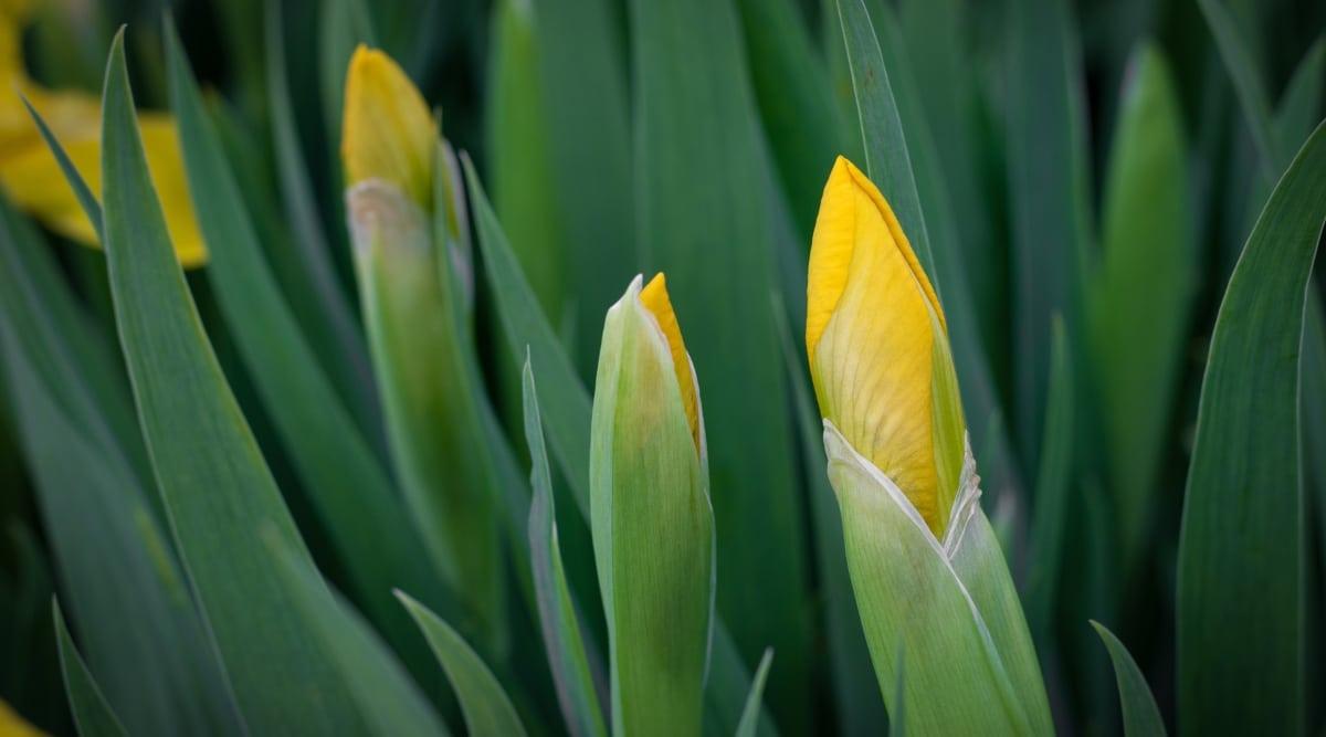 A close-up on an iris plant reveals its majestic long green leaves and three budding flowers filled with anticipation. The petals, still tightly closed, exhibit a radiant yellow hue, giving a glimpse of the beauty soon to unfold.