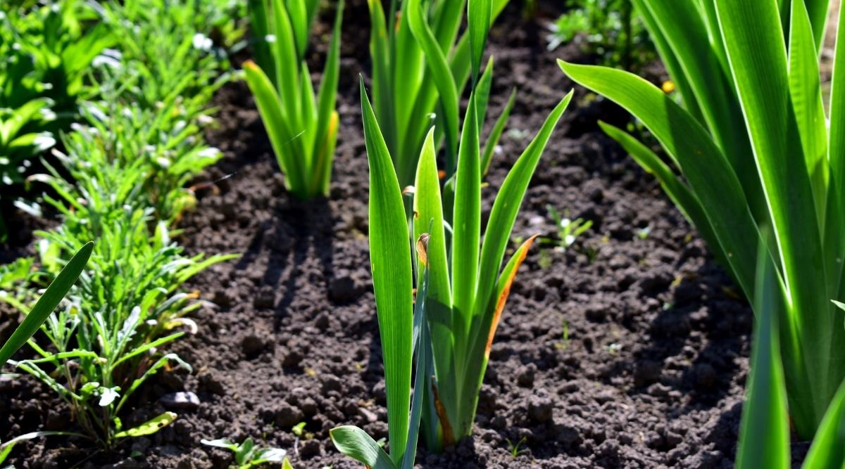 In a row of iris plants, their long sword-shaped green leaves are carefully planted in rich, dark soil. A neighboring row of plants boasts smaller green leaves, adding variety and texture to the landscape.