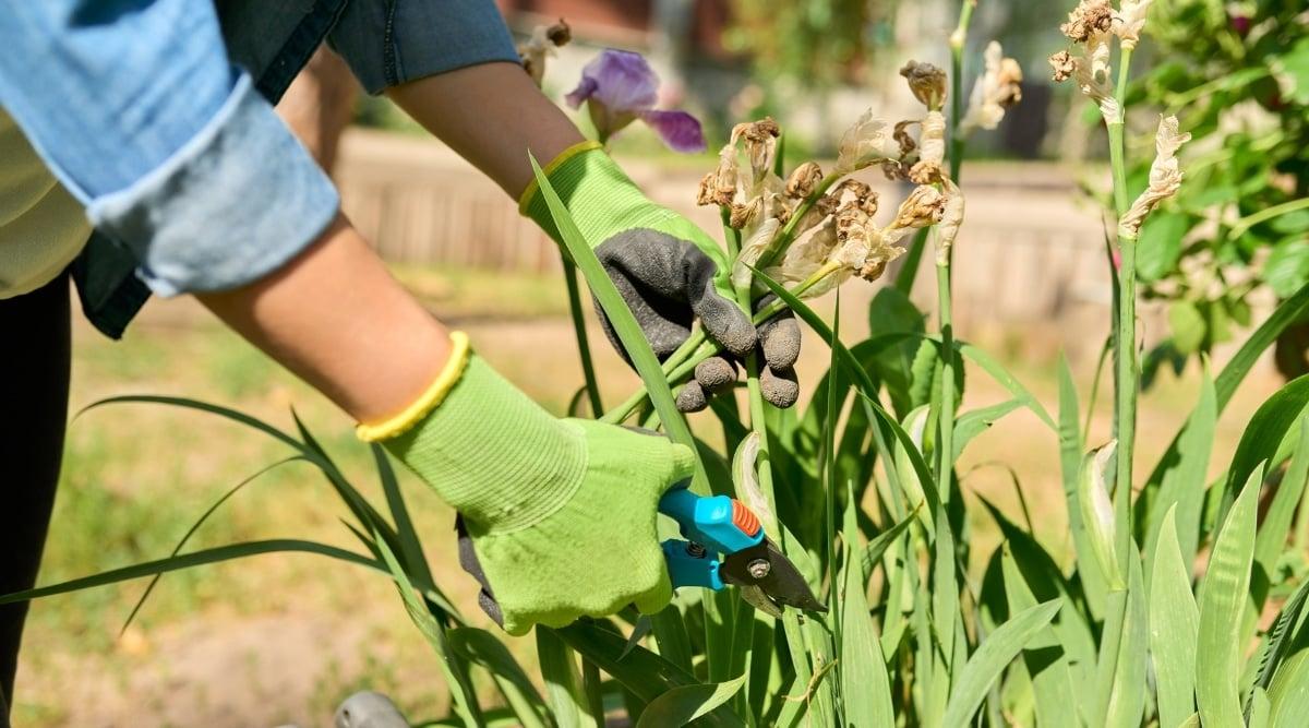 A person wearing gardening green gloves holds a blue pruning shear in one hand, delicately gripping a dried bloom of an iris plant in the other. The person intends to remove the bloom, its stem gently separated from the plant