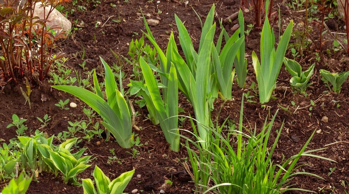 Within a cluster of iris plants, prominent big sword-shaped green leaves steal the show, revealing their verdant splendor. Despite the lack of visible blooms, the plants thrive, anchored in the rich brown soil.