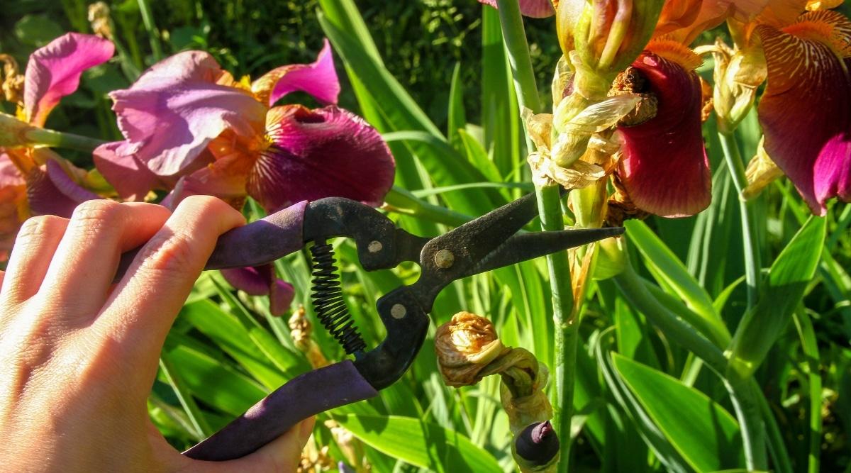 A hand firmly grasps a used pruning shear, poised to cut a vibrant green stem from an iris plant. The plant exhibits charming pink flowers, adorned with delicate browning spots, and its long green leaves enhance its natural beauty.