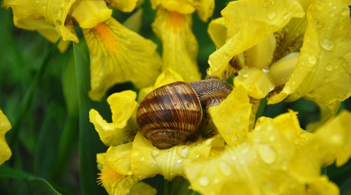 A close-up on the blooms of an iris plant captures their captivating yellow color, complemented by a curious snail perched atop one flower. Meanwhile, glimpses of the plant