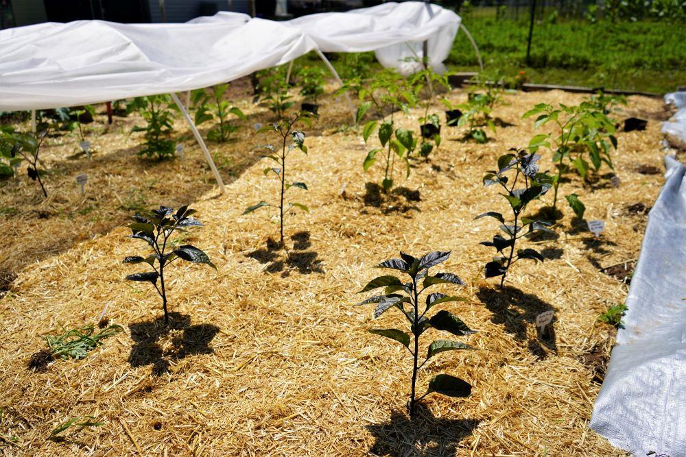 Young Peppers with Straw mulch 2