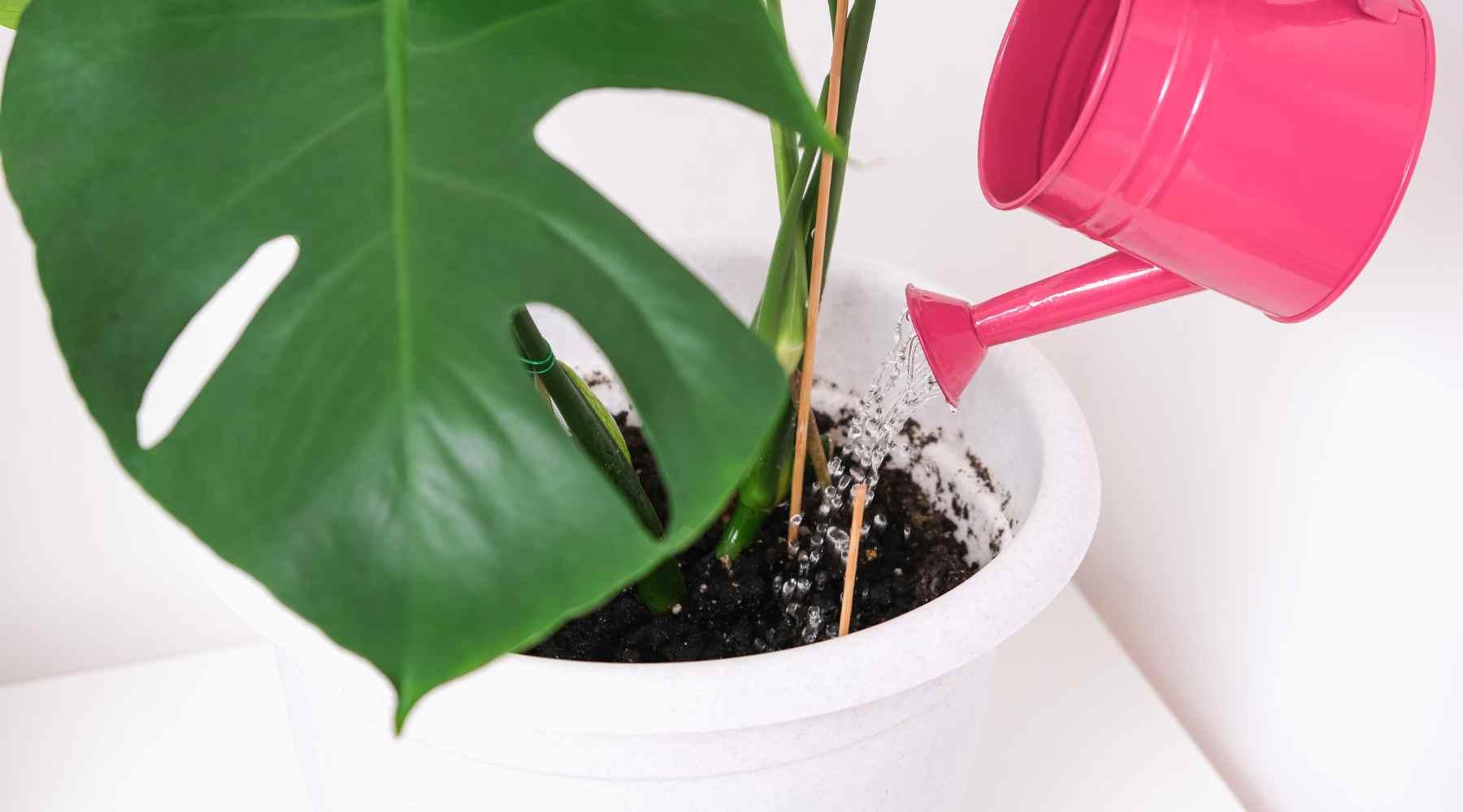 watering monstera plant