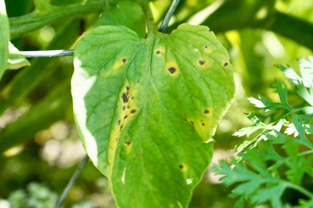 Brown spots with yellow halo on tomato leaf