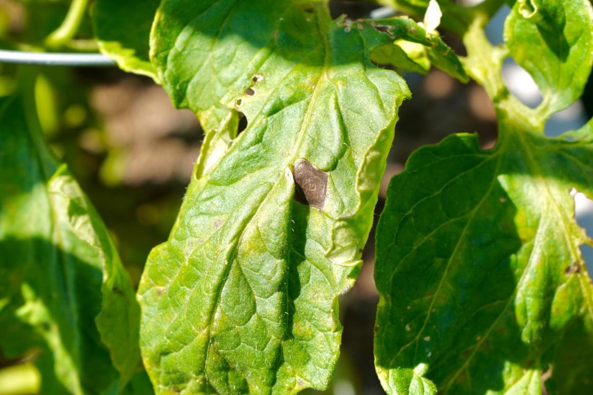 Early blight brown lesion on tomato leaf