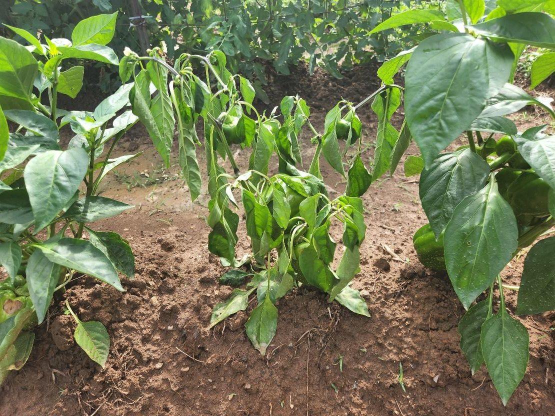 Pepper plant wilting from infection by Southern blight.